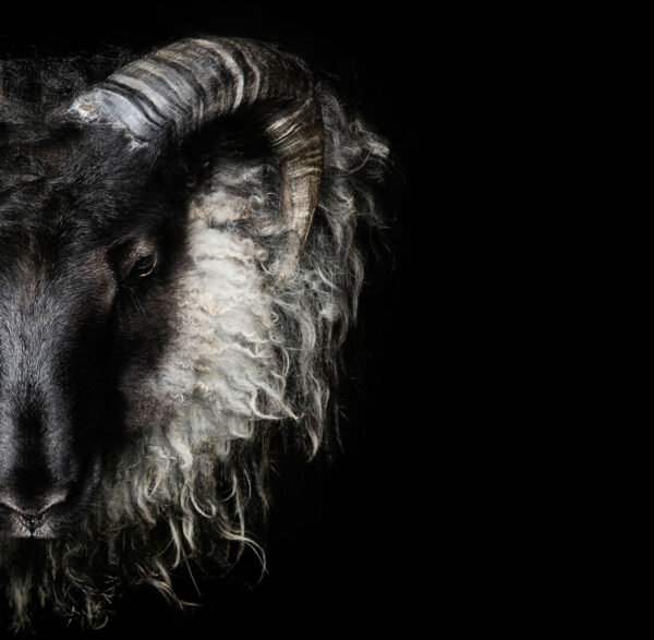 SEB Black Grey Wool Ram Head Face Icelandic Silver Animal Necklace Jewellery Geometric Design Nordic